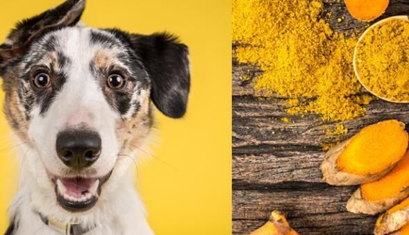 20210913155859961a2462812a4d088c0e5ee52db909bf 20210913155859961a2462812a4d088c0e5ee52db909bf