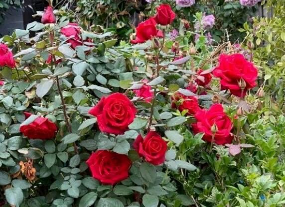 2021102615234575402f9607dd43088bd04cb0ada6596b 2021102615234575402f9607dd43088bd04cb0ada6596b