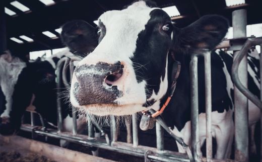 202201051031193747e15fcee548ed93a0be246baf44da-8