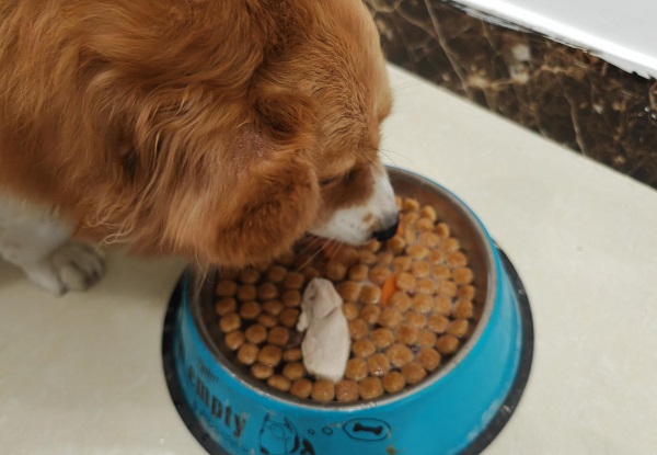 comida para animais de estimação