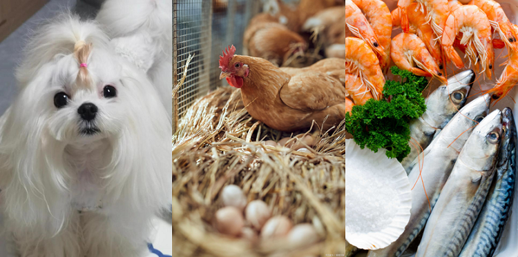 Aplicações da Luteína