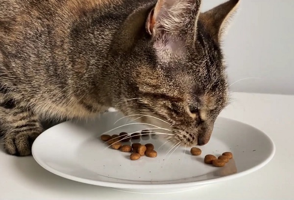 Por que usar ingredientes de frutooligossacarídeos (FOS) em alimentos para animais de estimação