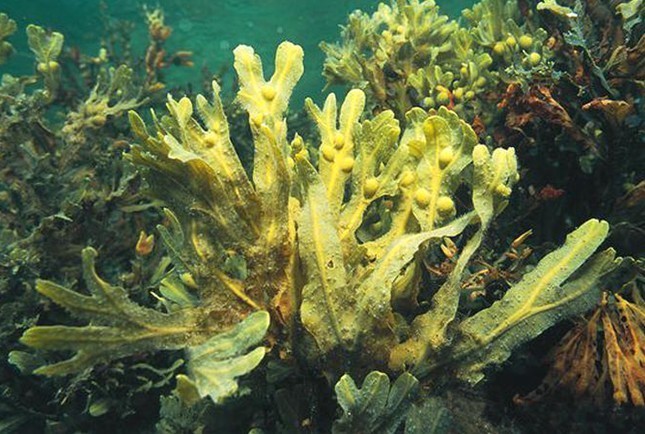 Alga marinha marrom