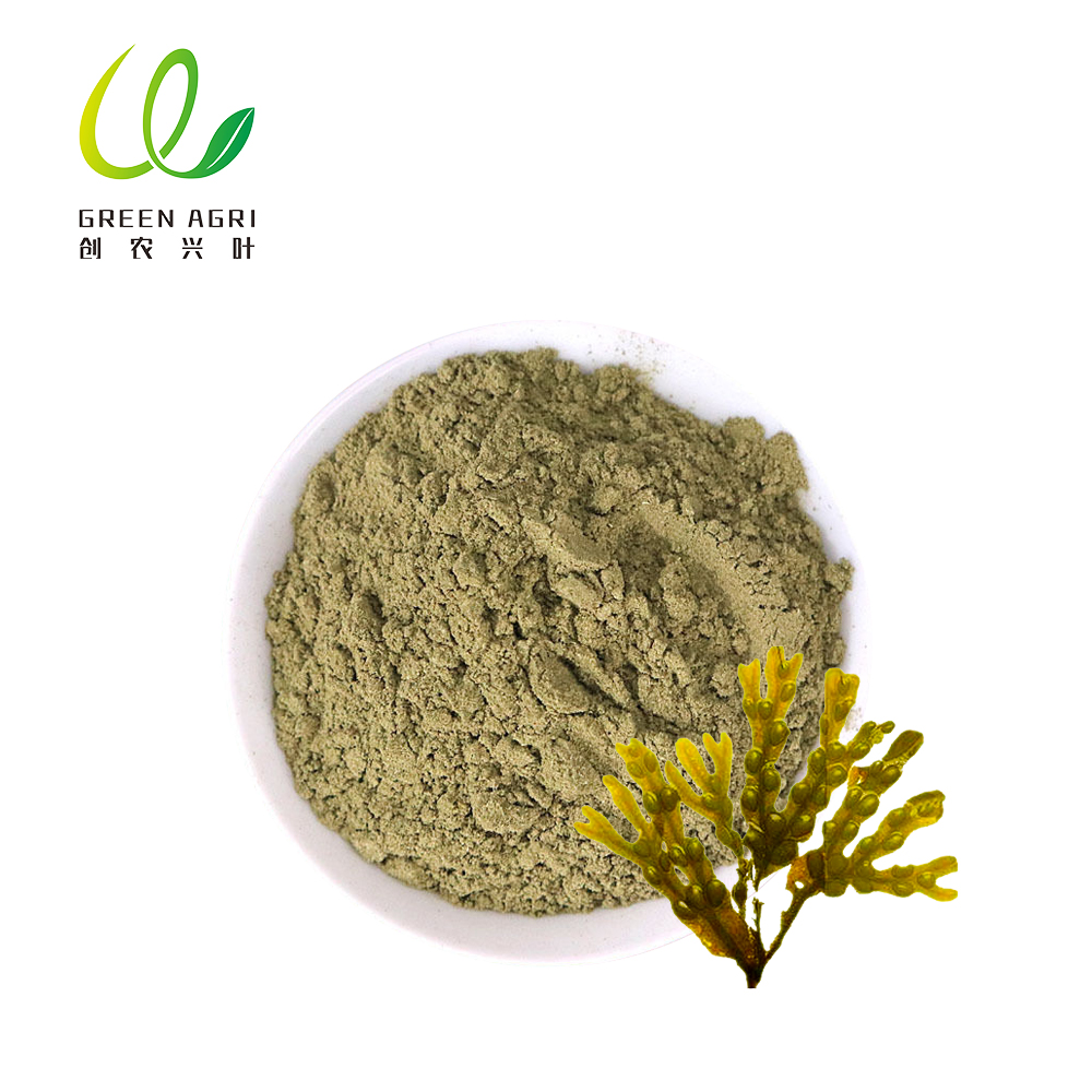 Pó de algas marinhas marrons