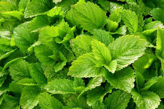 Hortelã-pimenta