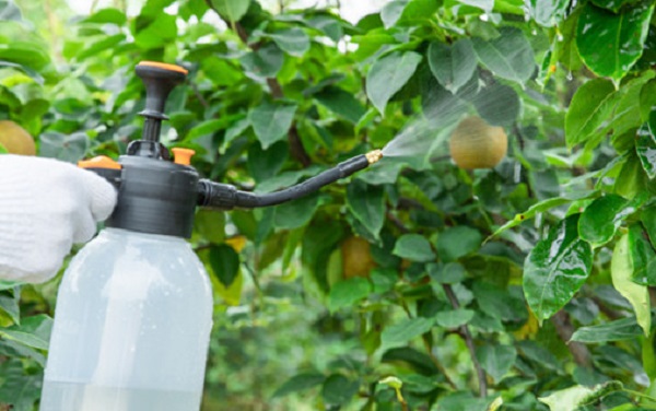 Toosendamin a granel: para formulações de pesticidas botânicos