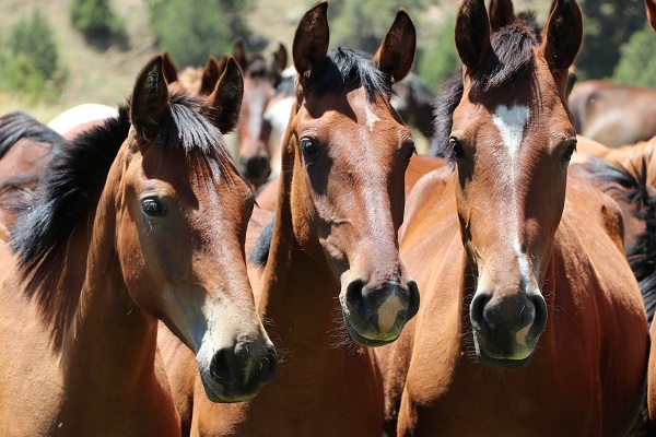 Como o extrato de iúca auxilia o trato digestivo de cavalos em formulações modernas de ração.