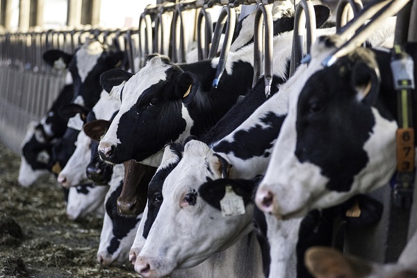 Como escolher os aditivos botânicos certos para ração de ruminantes?