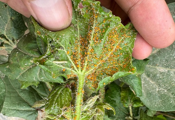 Estudo de caso: Alicina em soluções orgânicas para controle de pragas