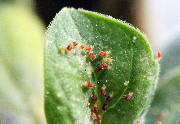 Como a matrina é utilizada em diferentes culturas: estudos de caso