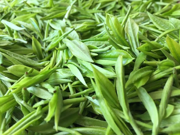 Chá verde