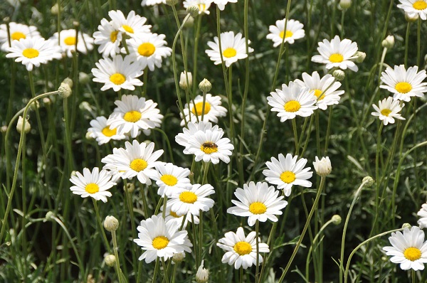 Por que o pó de flor de piretro é confiável para o controle orgânico de pragas?