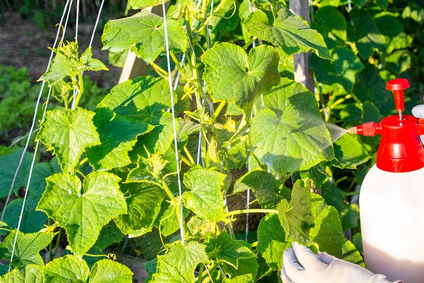 Piretrinas ou óleo de neem: qual a melhor solução natural para o controle de pragas?