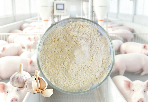 Aditivo em pó de alicina para ração animal, disponível para venda por atacado para distribuidores e marcas.