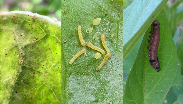Aplicação do extrato de Stemona Japonica